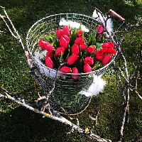 Bild_14_Korb_Tulpen Bild_14_Korb_Tulpen